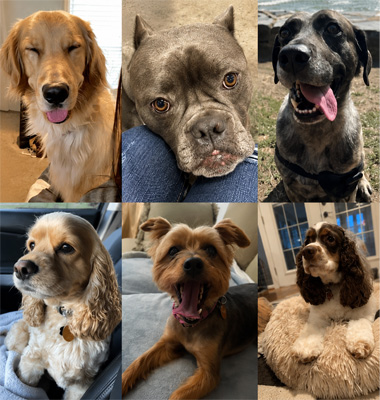 Support Staff Office Dogs